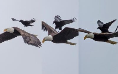 La leçon de l’aigle et du corbeau